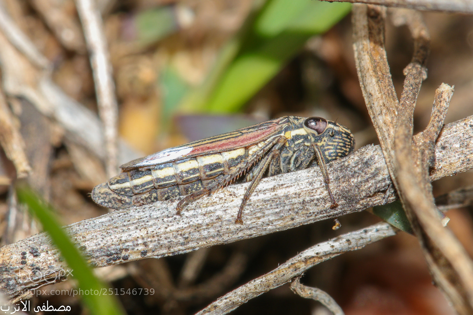 Canon EOS 80D sample photo. Insect photography