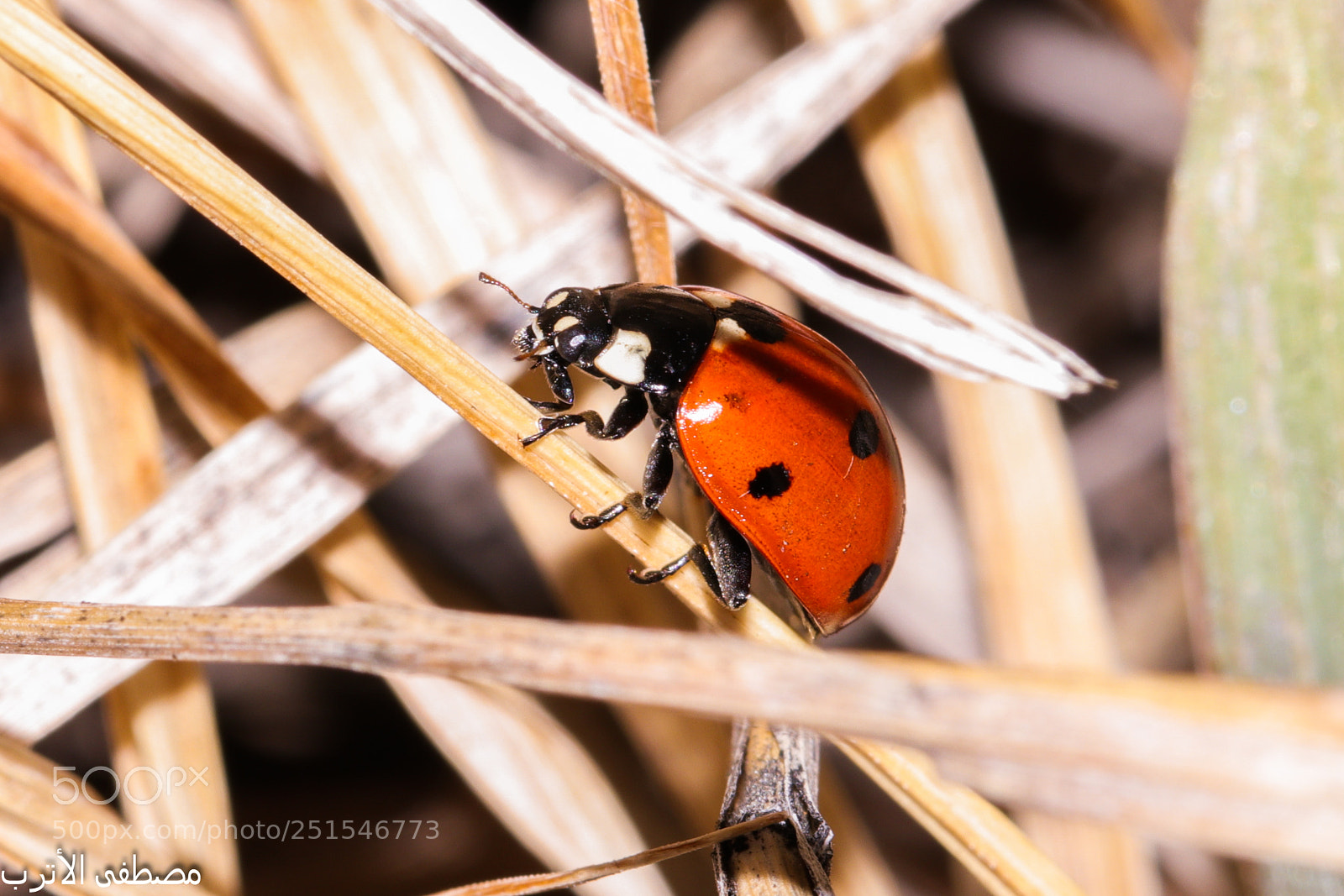 Canon EOS 80D sample photo. Insect photography