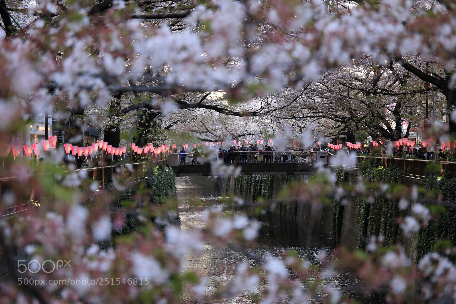 Canon EF 24-70mm F2.8L II USM sample photo. Untitled photography