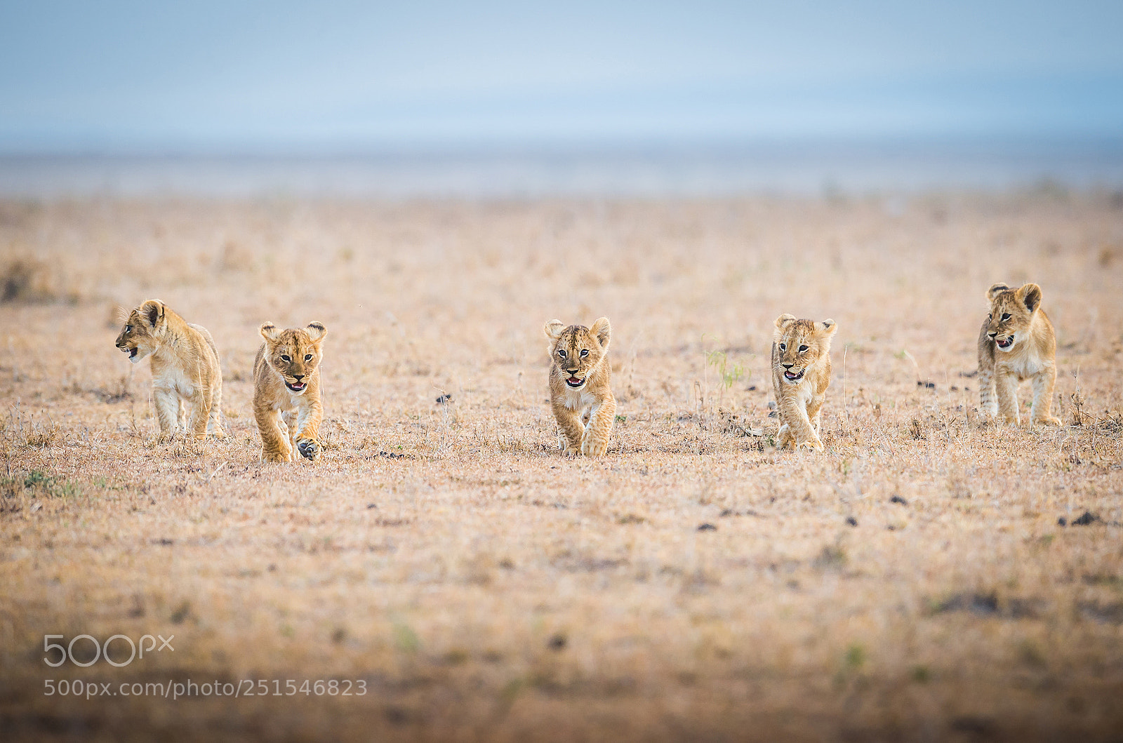 Nikon D4S sample photo. Kings of mara photography