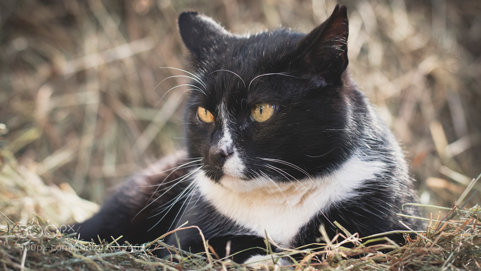 Canon EOS 70D sample photo. Chilling cat photography
