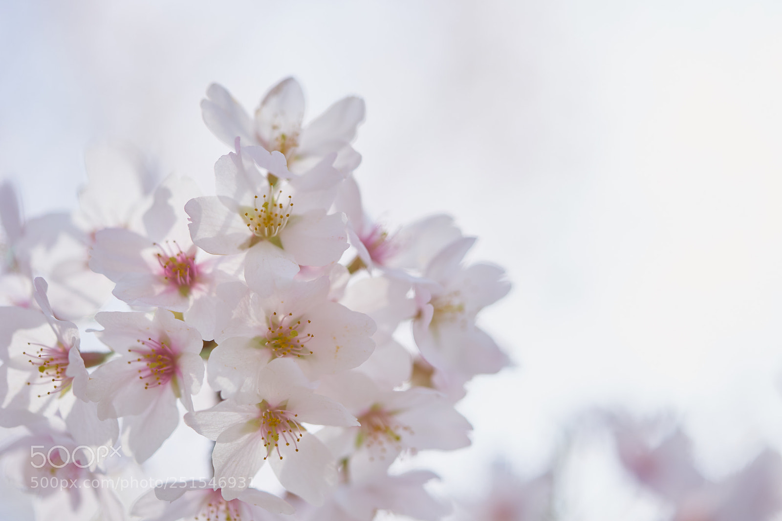 Sony a7 sample photo. Flowers 6338 photography