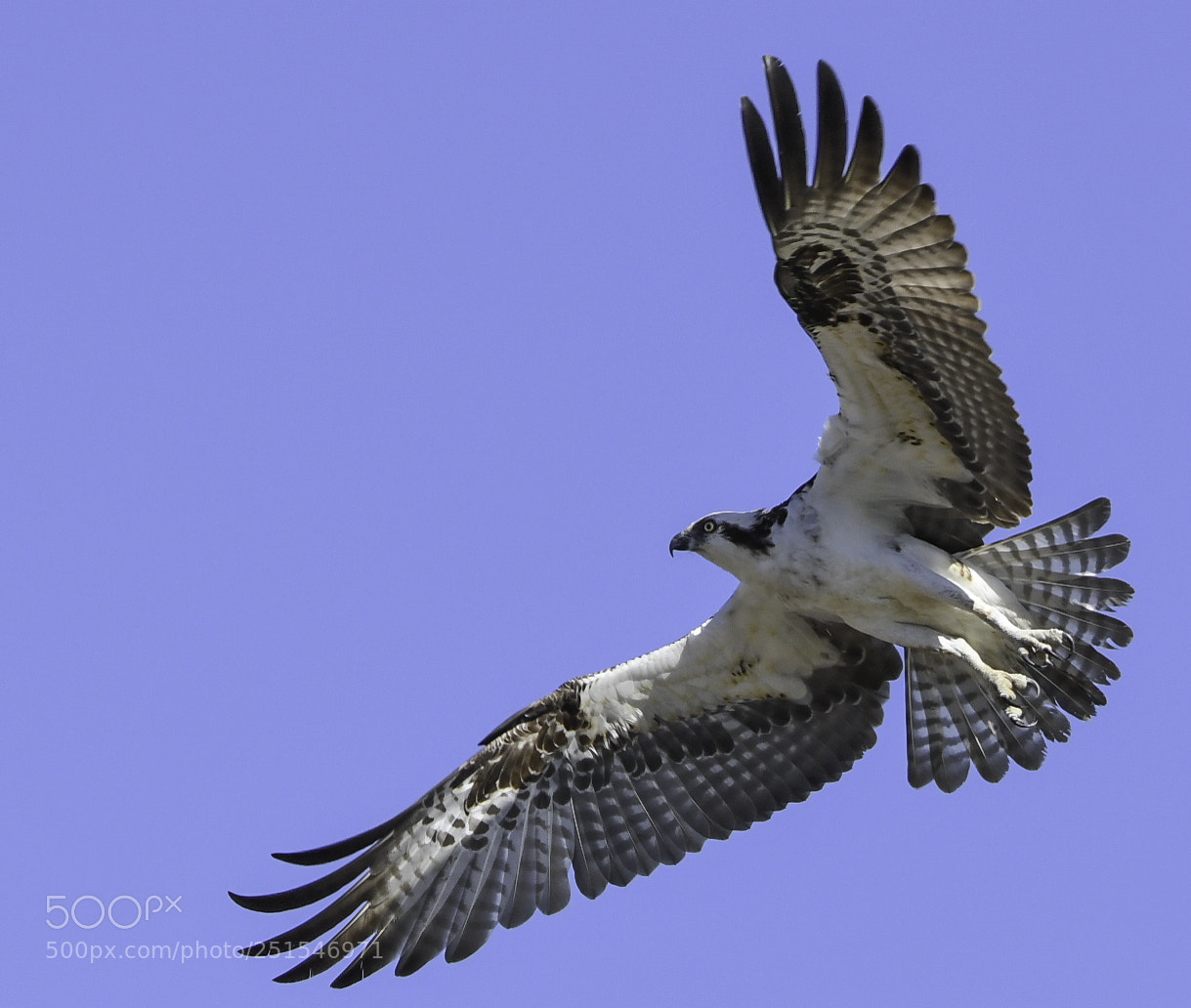 Nikon D500 sample photo. Osprey display photography