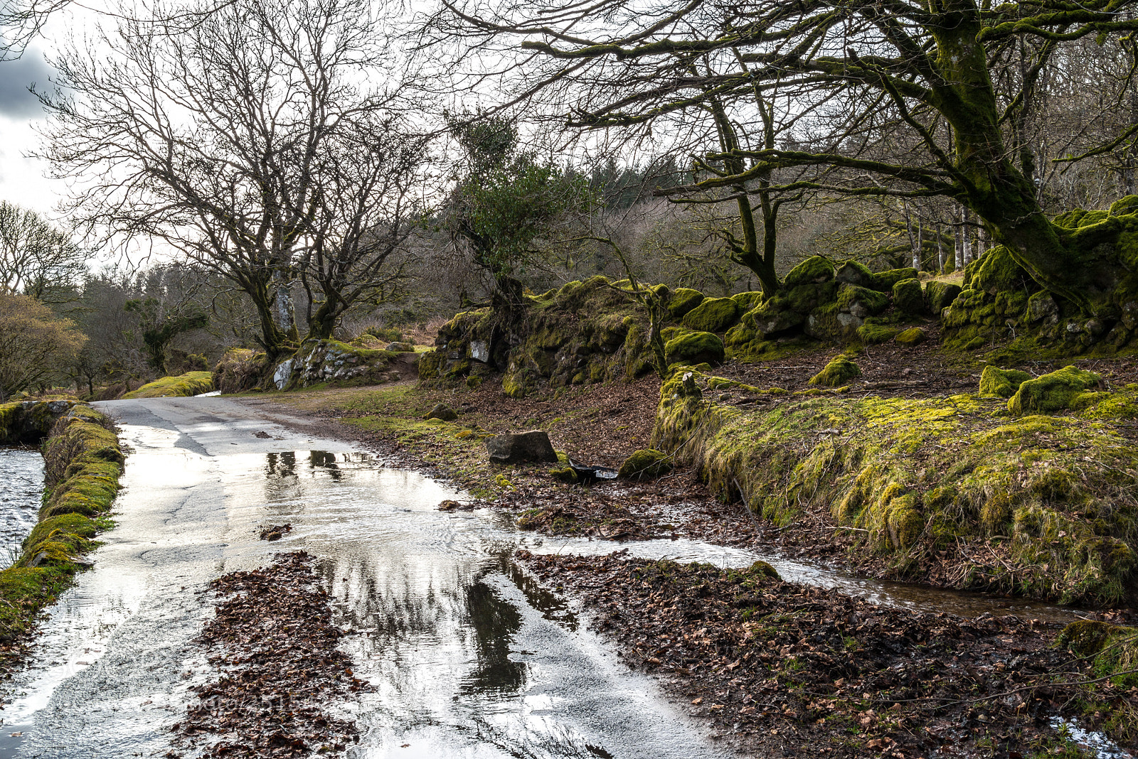 Nikon D610 sample photo. Flooded road by the photography