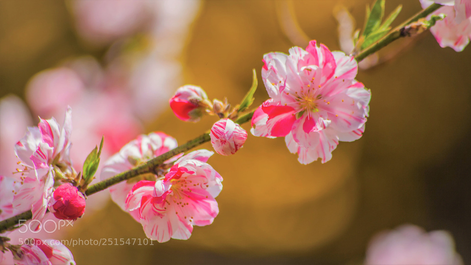 Canon EOS 5D Mark II sample photo. Warm breeze photography