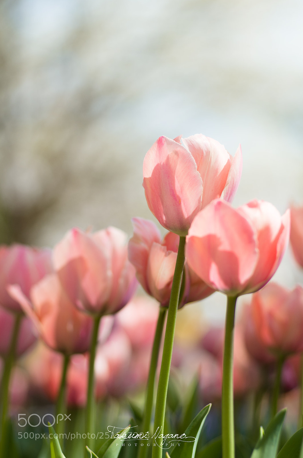 Pentax K-5 sample photo. Spring pink photography