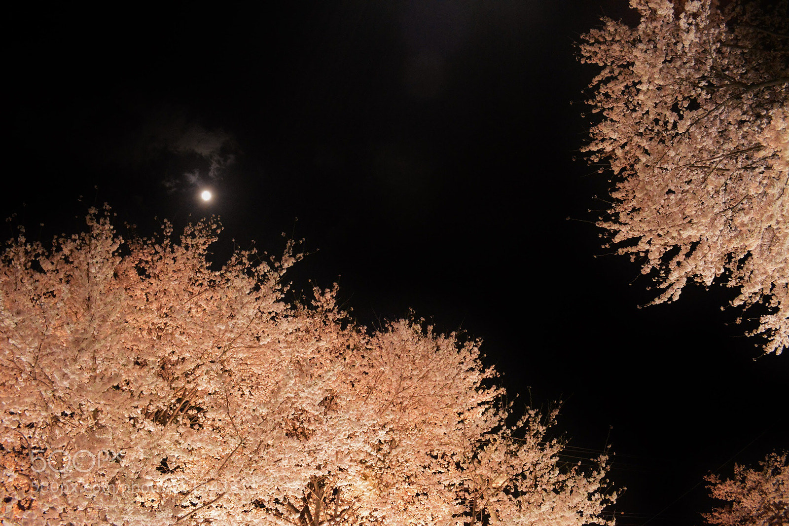 Nikon D5200 sample photo. Sakura photography