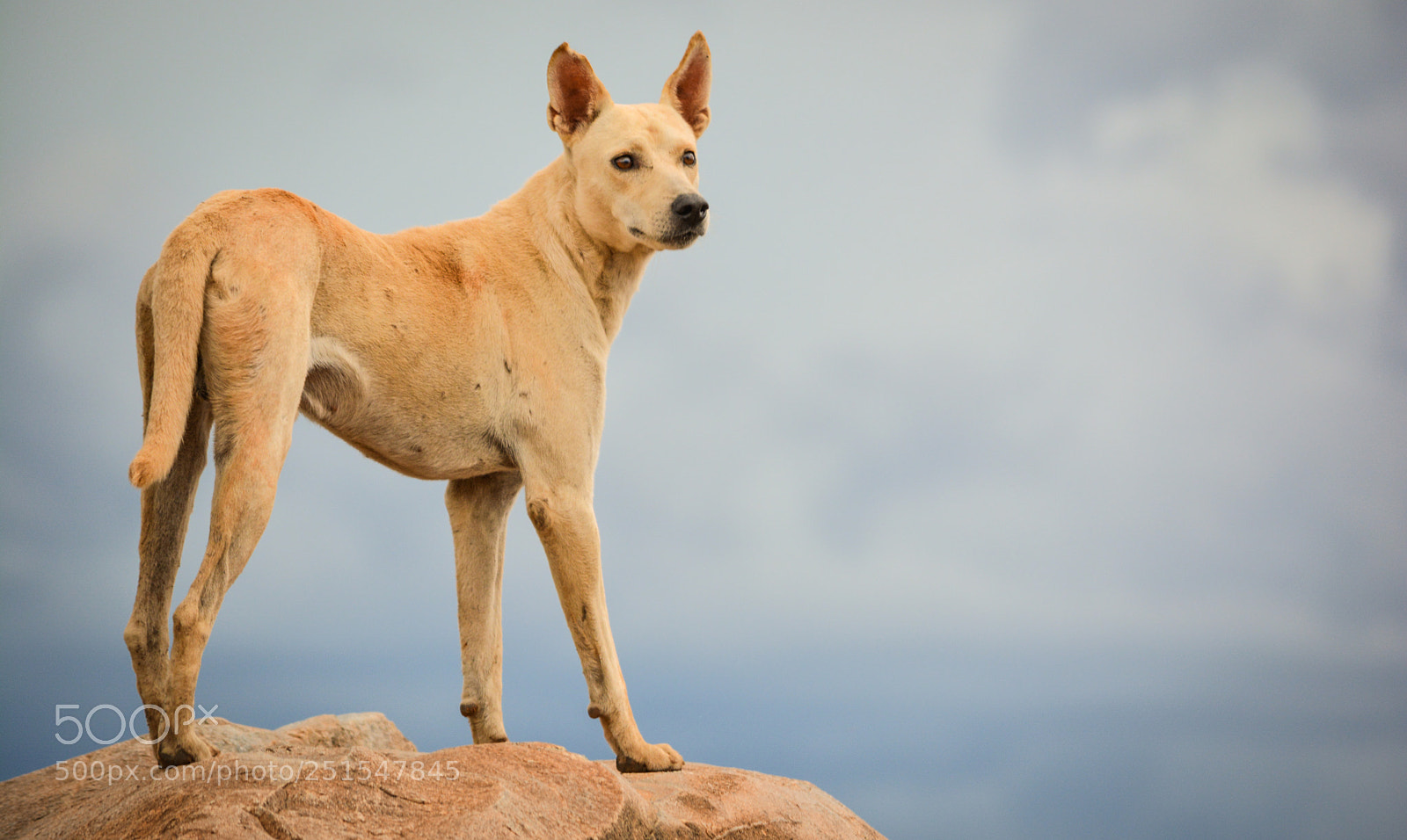 Nikon D5200 sample photo. Dong standing high in photography
