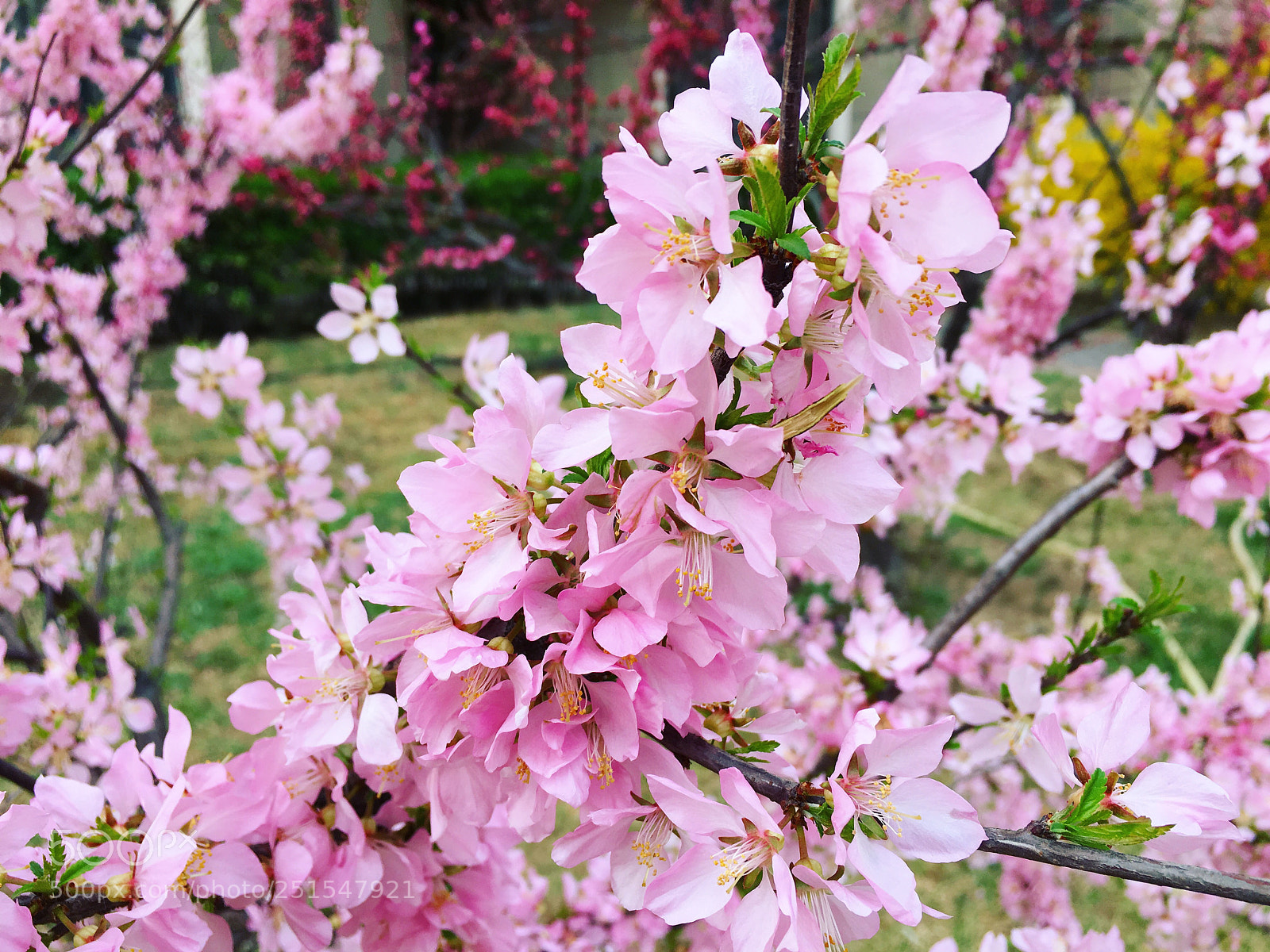Apple iPhone 6s sample photo. Spring is coming photography