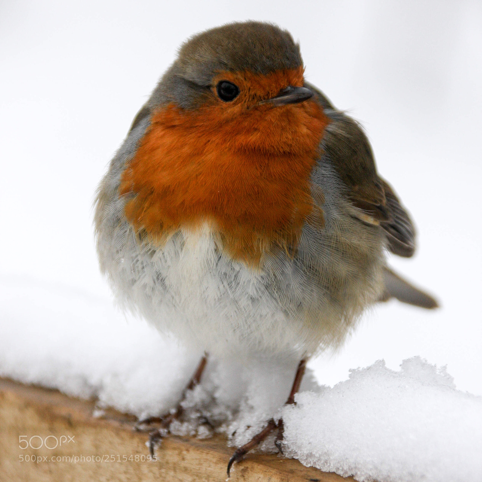 Canon EOS 40D sample photo. The robin redbreast photography