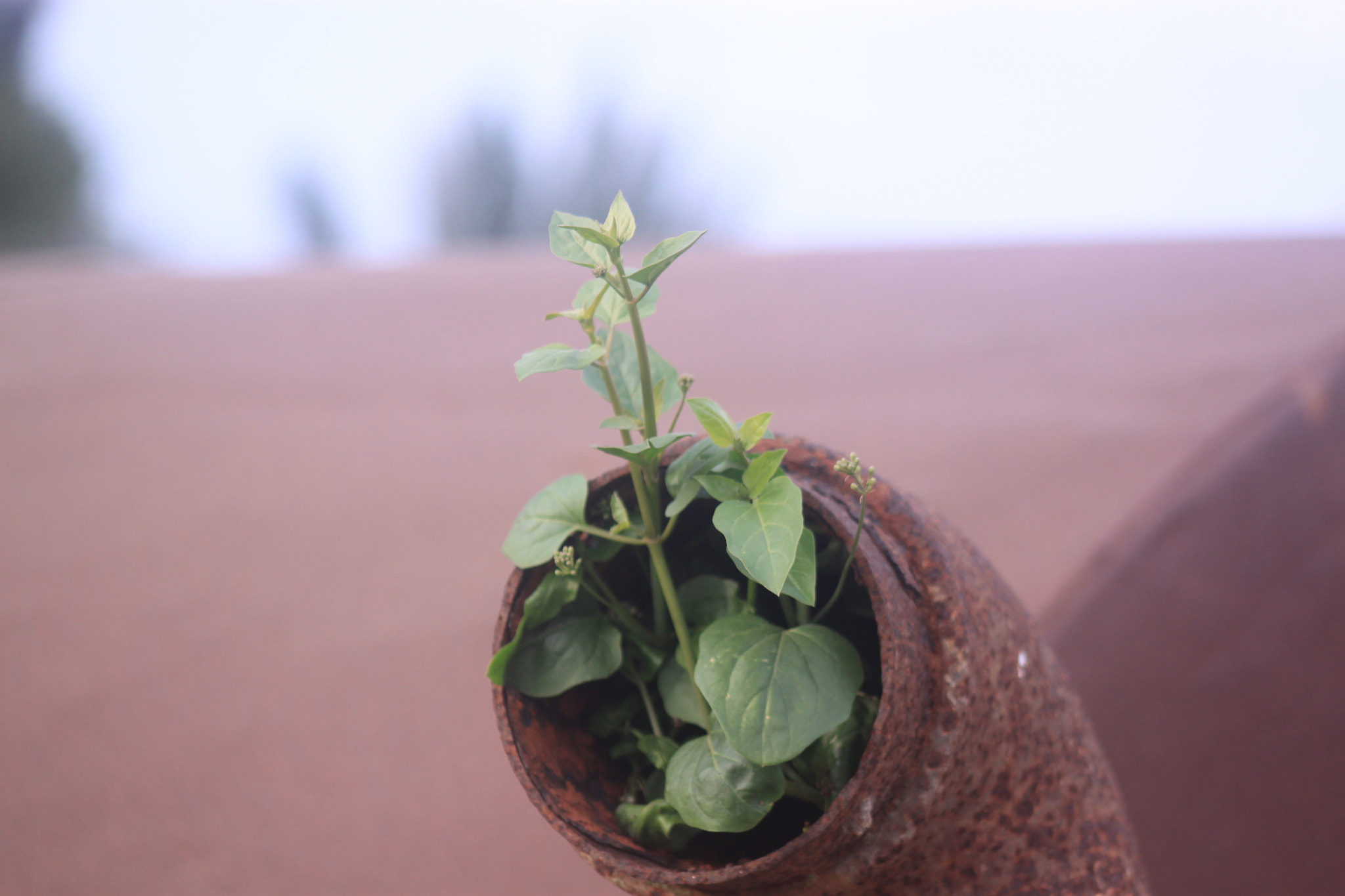 Canon EF 75-300mm f/4-5.6 sample photo. Plant photography