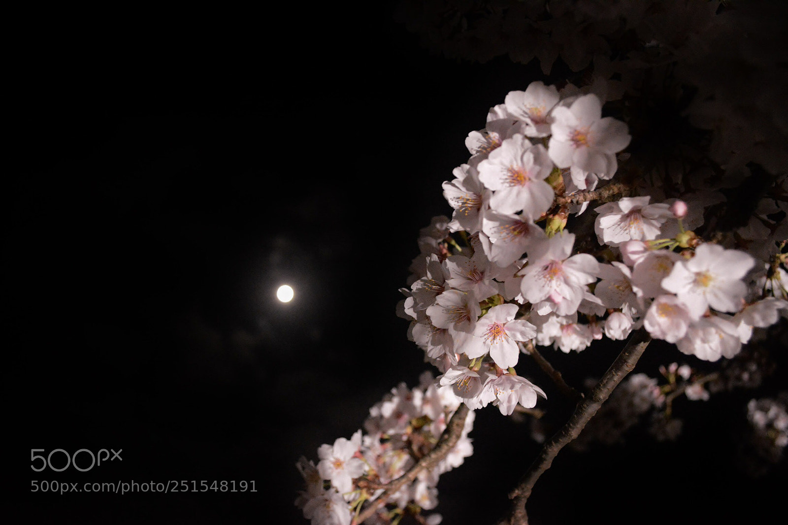 Nikon D5200 sample photo. Sakura photography