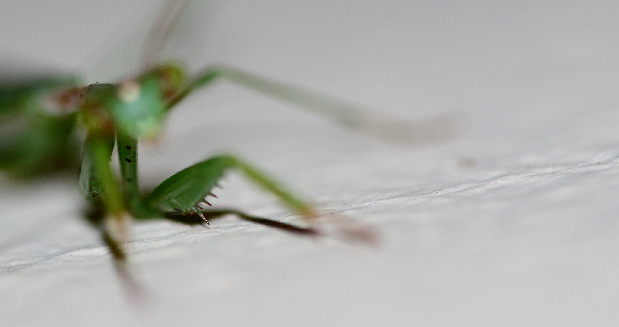 Canon EF 100mm F2.8 Macro USM sample photo. Praying mantis photography