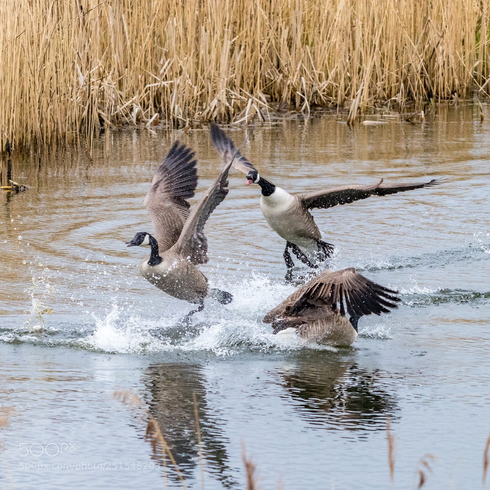 Canon EOS 80D sample photo. The squabble photography