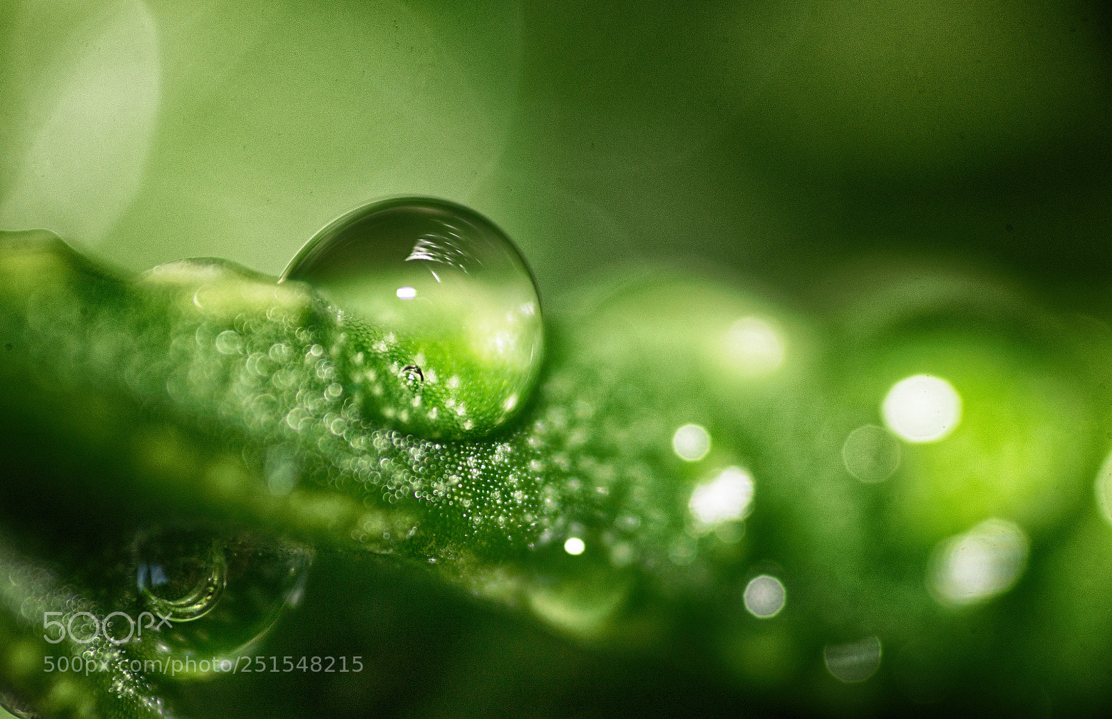 Nikon D610 sample photo. Aloe vera with water photography