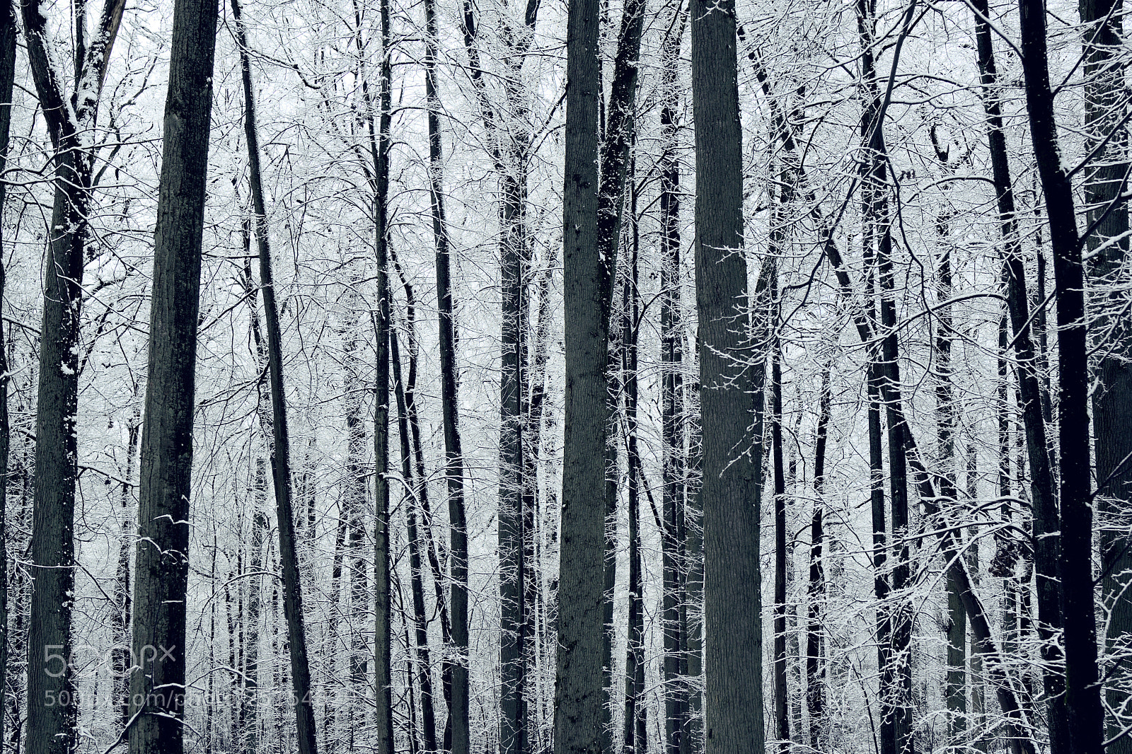Nikon D7500 sample photo. The beauty of cold photography