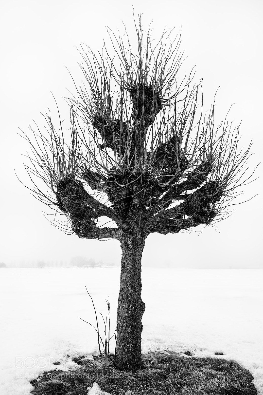 Canon EOS 5D Mark IV sample photo. Lonely tree in the photography
