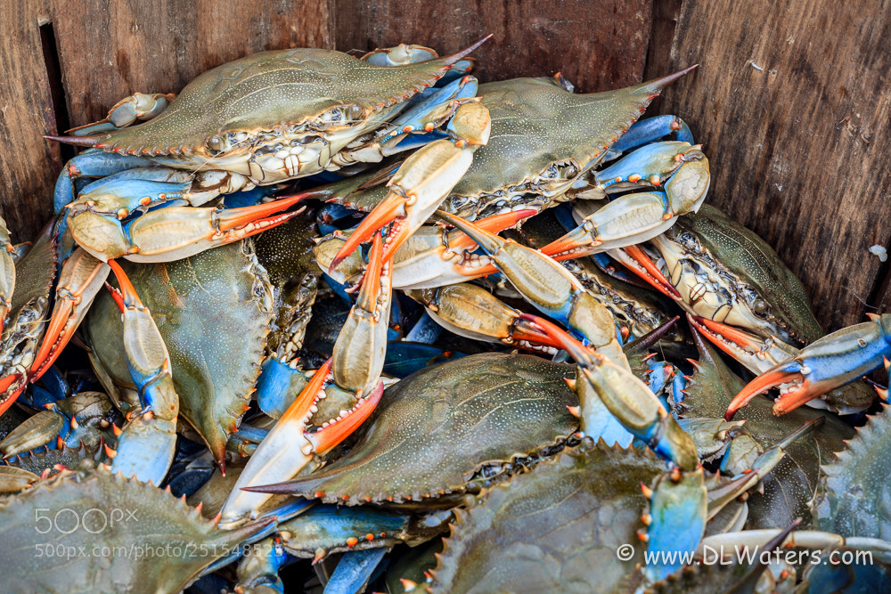 Canon EOS 5D Mark II sample photo. Blue crabs photography