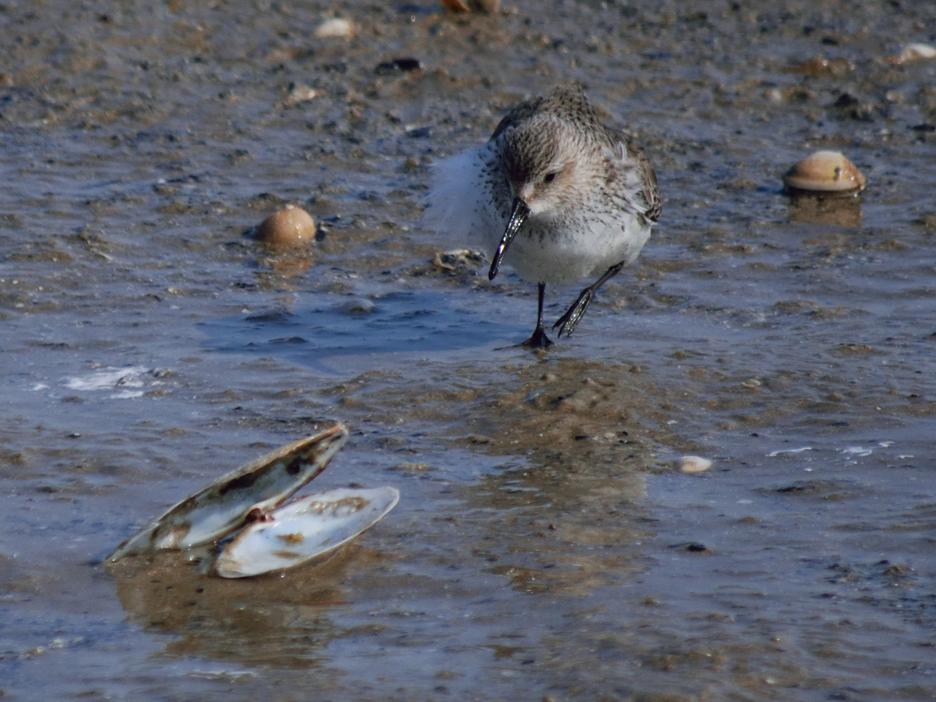 Nikon D5300 sample photo. Foraging photography