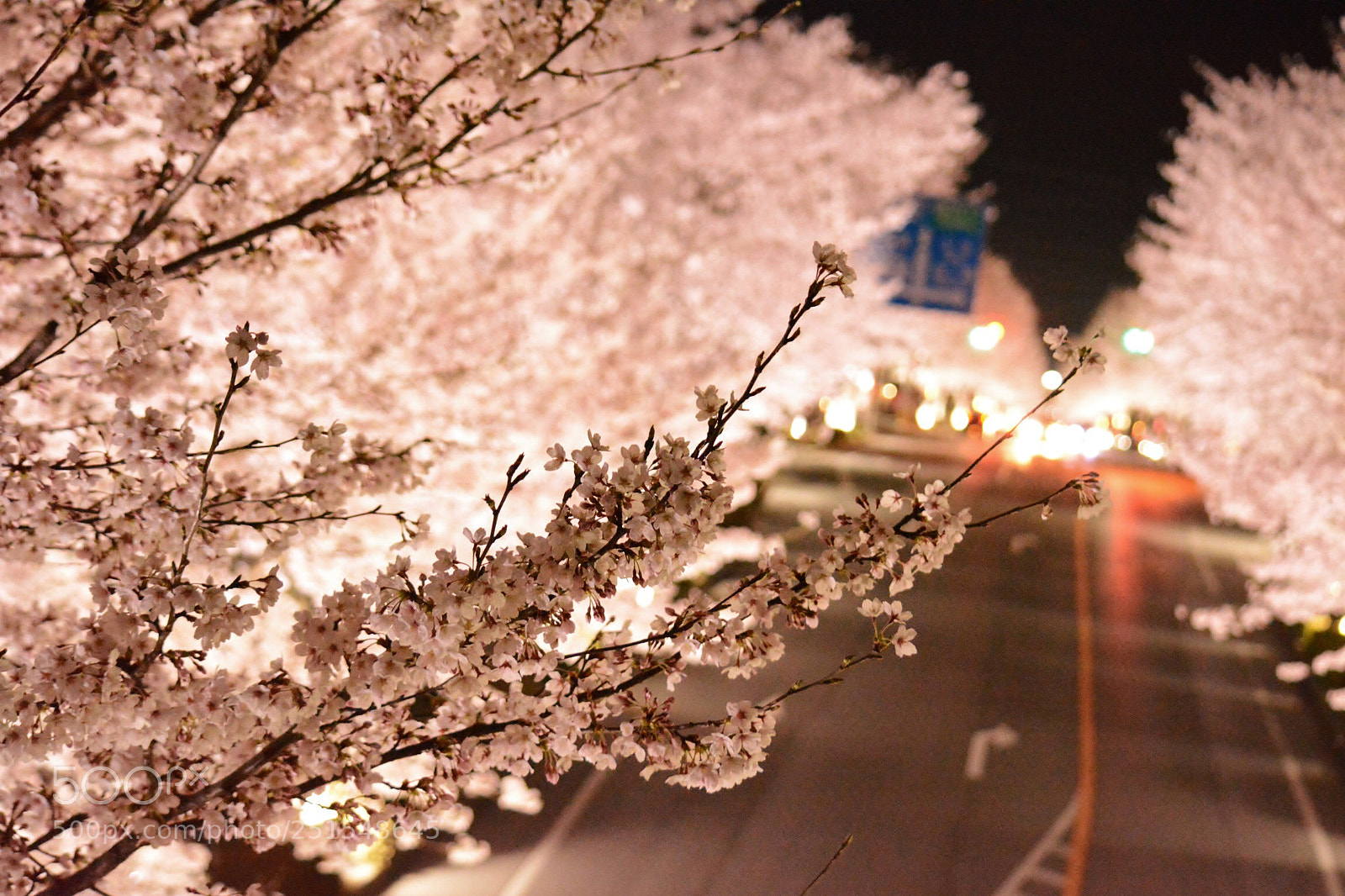 Nikon D5200 sample photo. Sakura photography