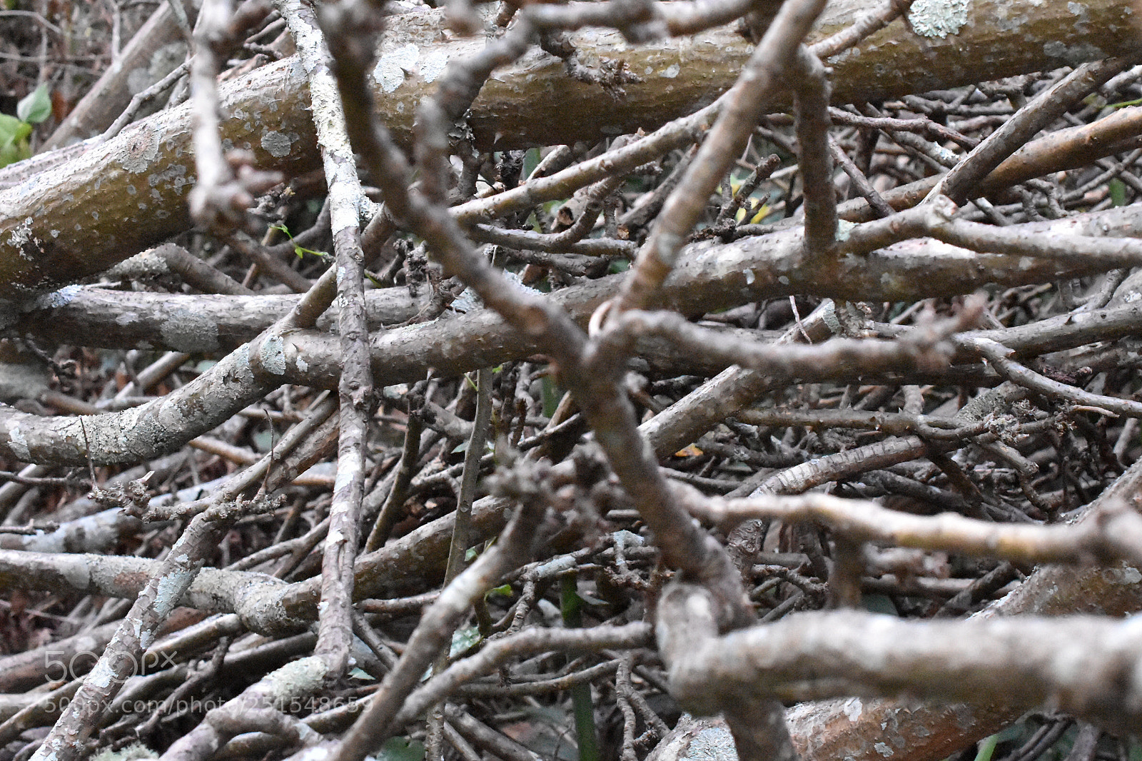 Nikon D3400 sample photo. A tangled mess photography