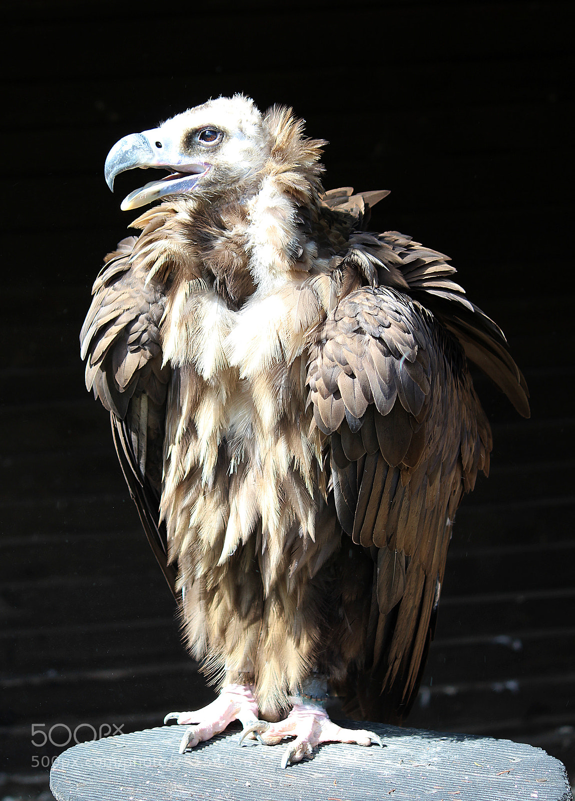 Canon EOS 1200D (EOS Rebel T5 / EOS Kiss X70 / EOS Hi) sample photo. Vulture dressed for the photography