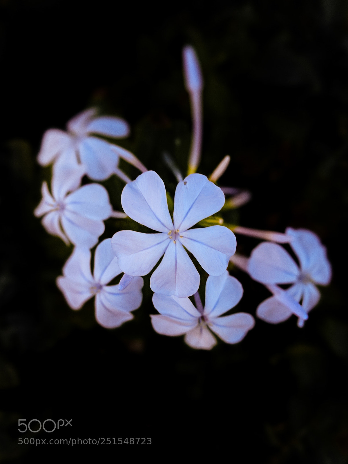 Google Pixel 2 sample photo. Flowers in colours photography