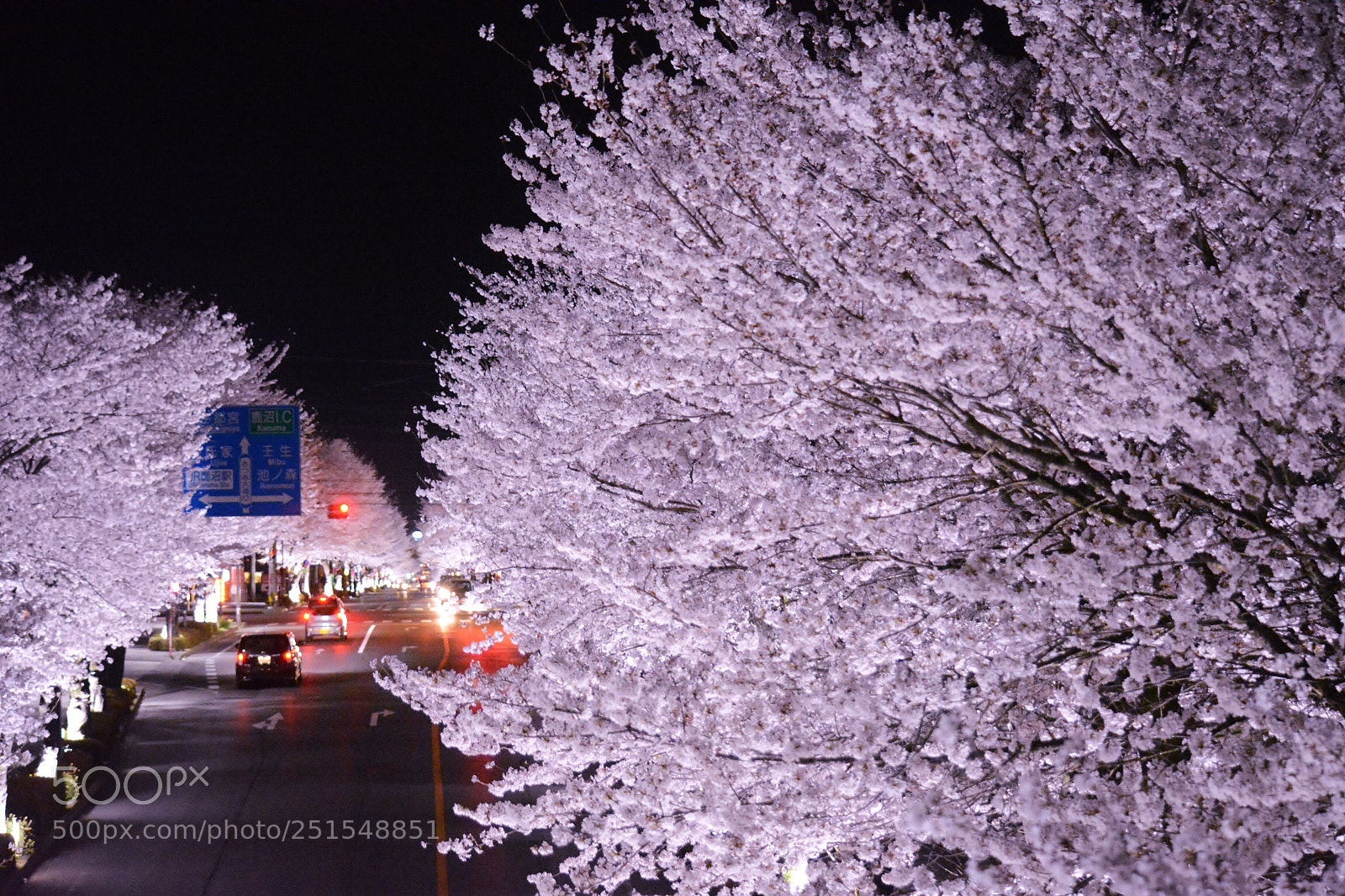 Nikon D5200 sample photo. Sakura photography