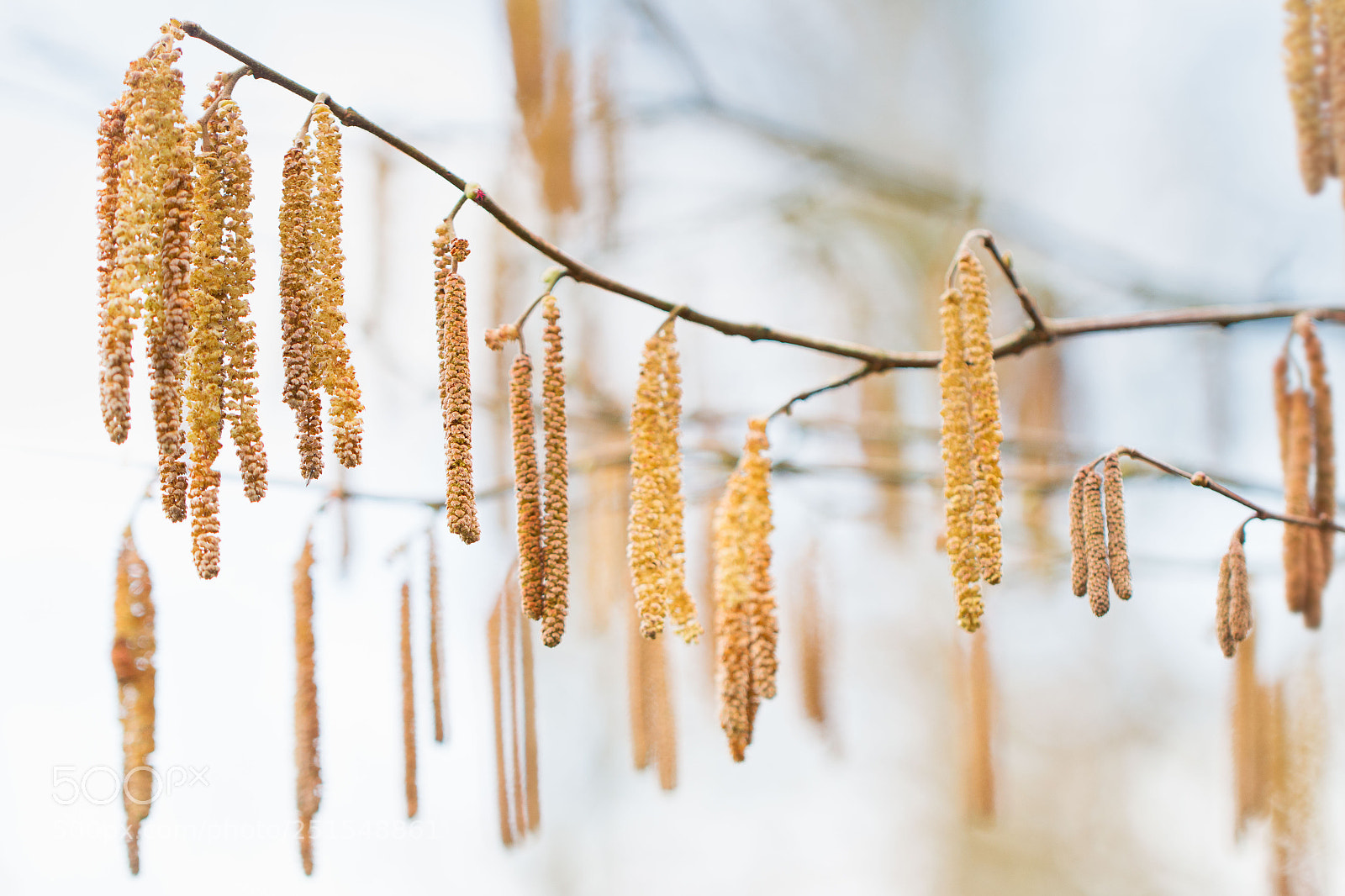 Canon EOS 70D sample photo. Waiting for spring photography