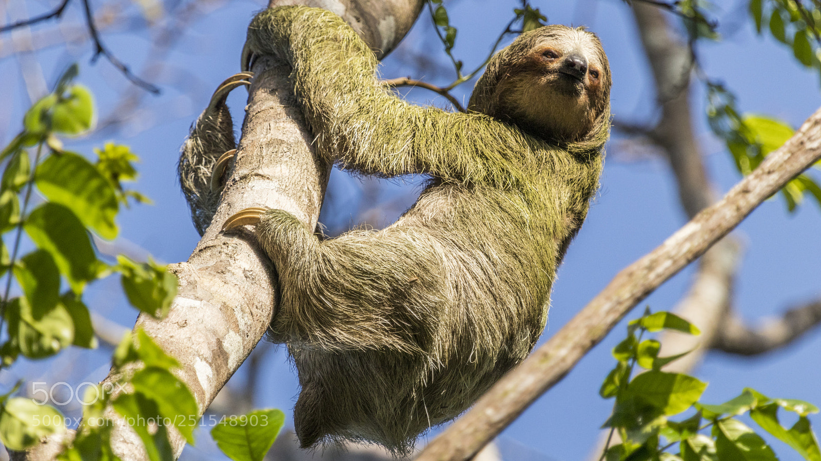Canon EOS 80D sample photo. Sloth photography