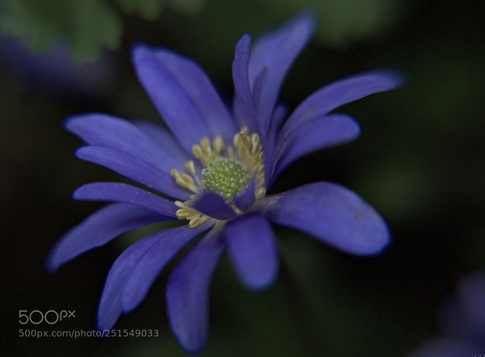 Nikon D3100 sample photo. Anemones treat pains and photography