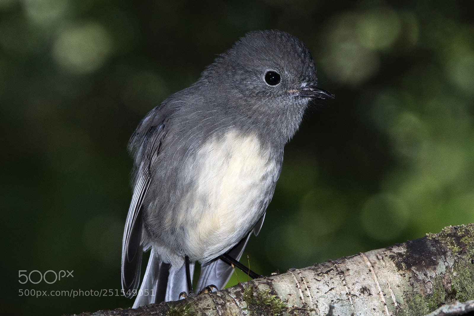 Nikon D500 sample photo. Si robin toutouwai adult photography