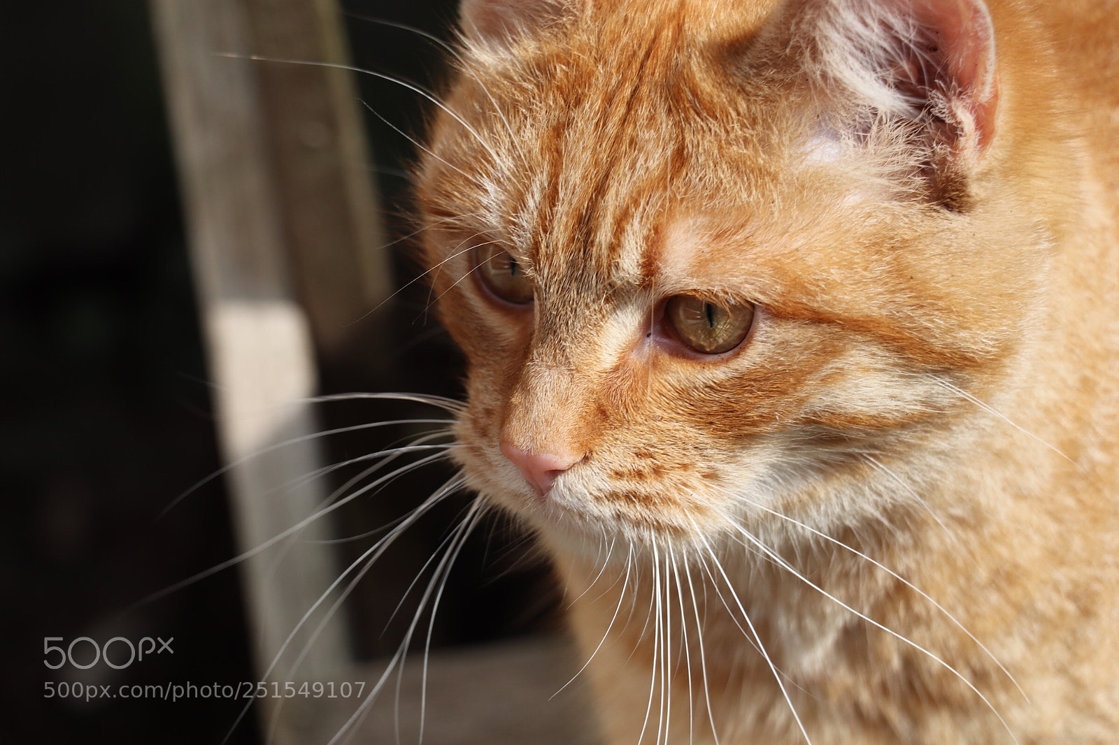 Canon EOS 77D (EOS 9000D / EOS 770D) sample photo. Neighbor cat  photography