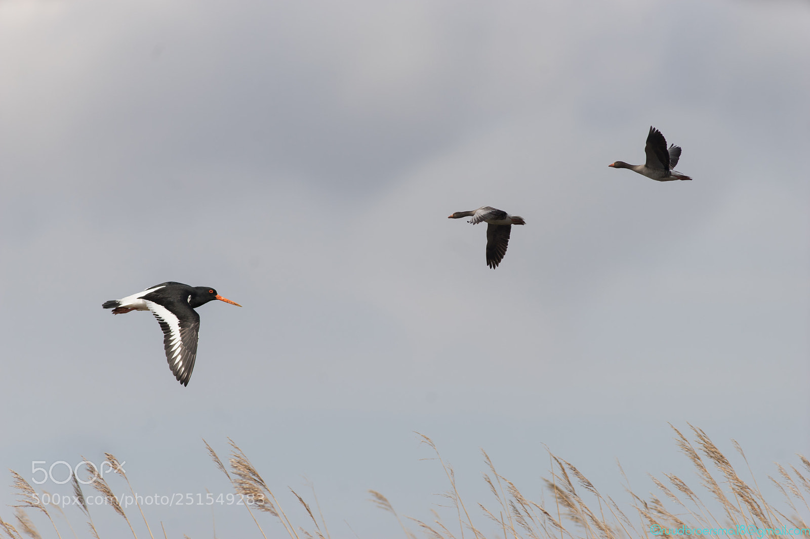 Sony a7 II sample photo. In flight scholekster haematopus photography