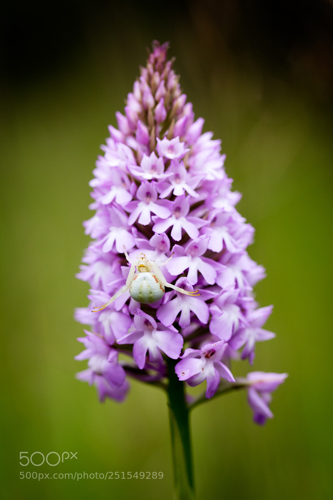 Canon EOS 5DS R sample photo. Anacamptis pyramidalis with crab photography
