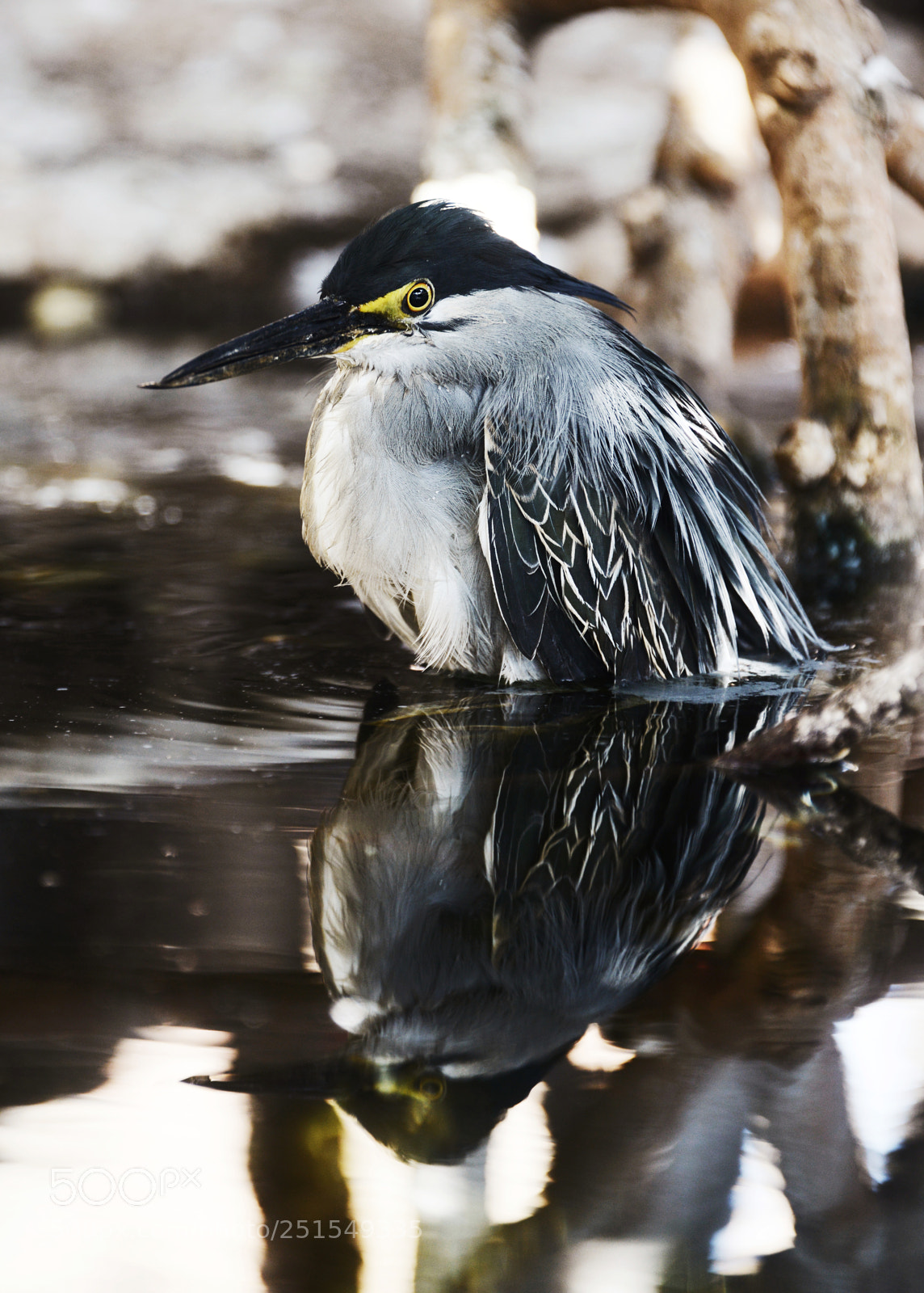 Nikon D800 sample photo. Striated heron photography