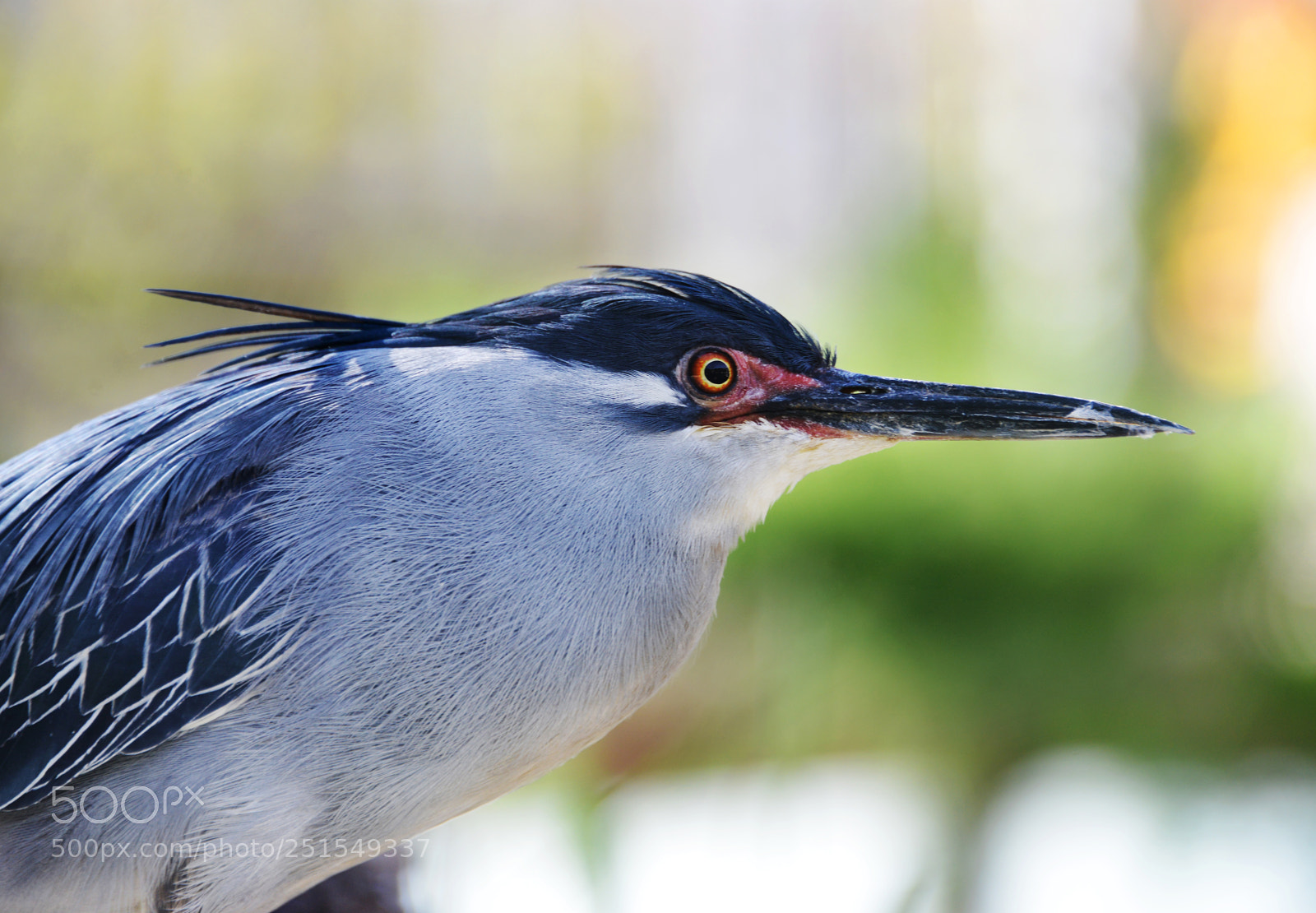 Nikon D800 sample photo. Striated heron photography