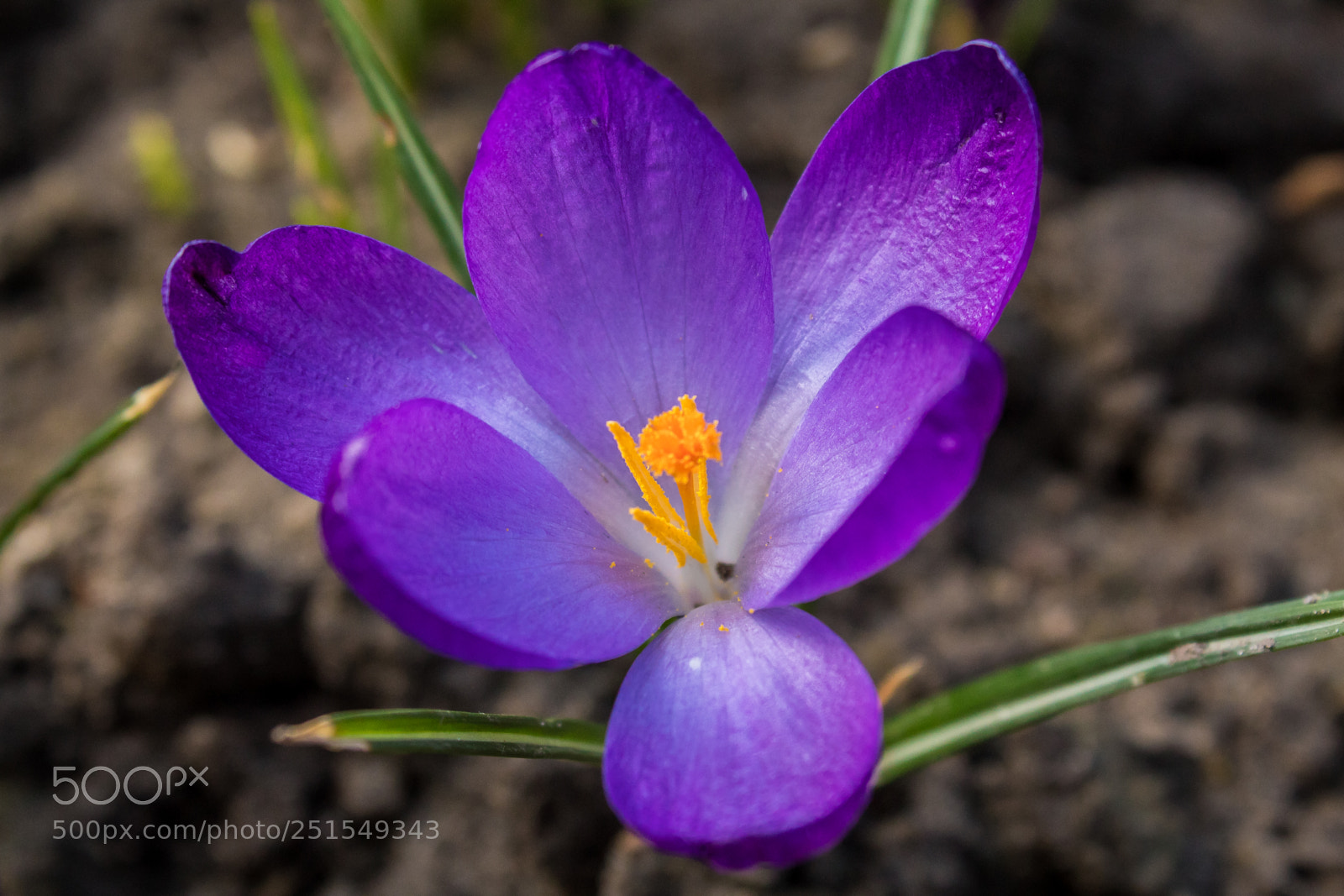 Canon EOS 1300D (EOS Rebel T6 / EOS Kiss X80) sample photo. Crocus photography