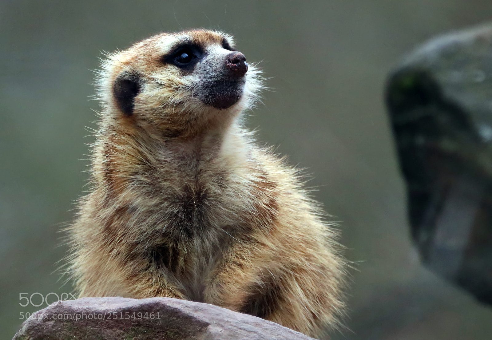 Canon EOS 80D sample photo. Meerkat always vigilant photography