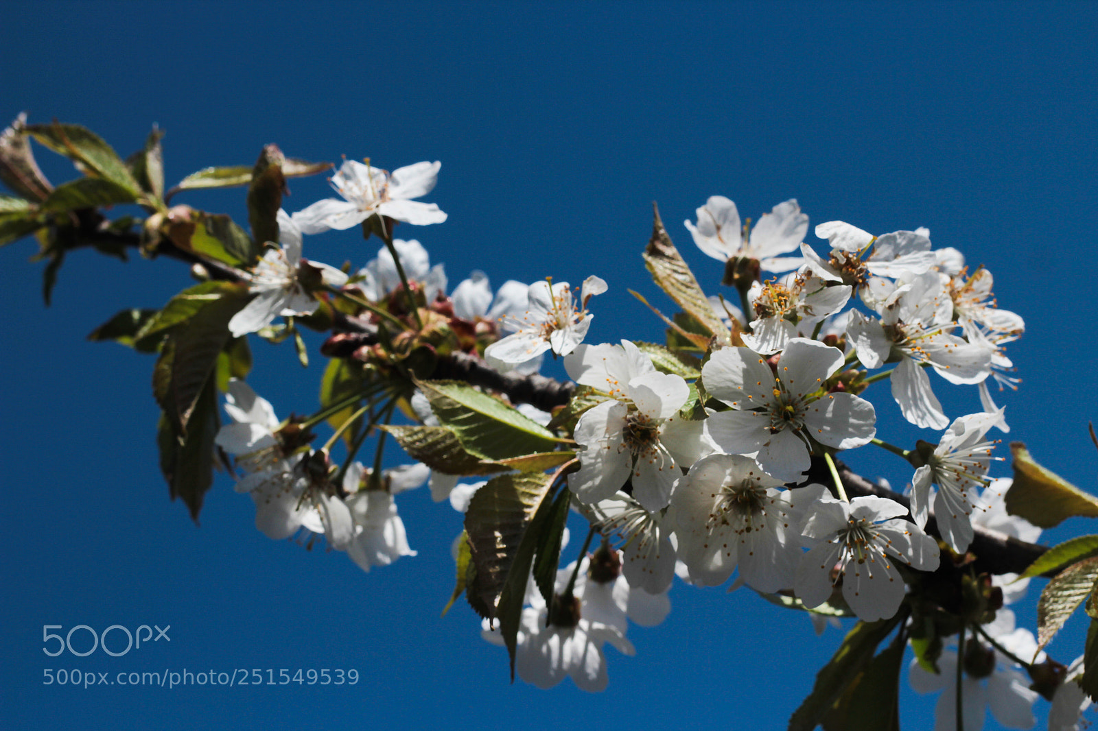 Canon EOS 600D (Rebel EOS T3i / EOS Kiss X5) sample photo. Cherry blossoms photography
