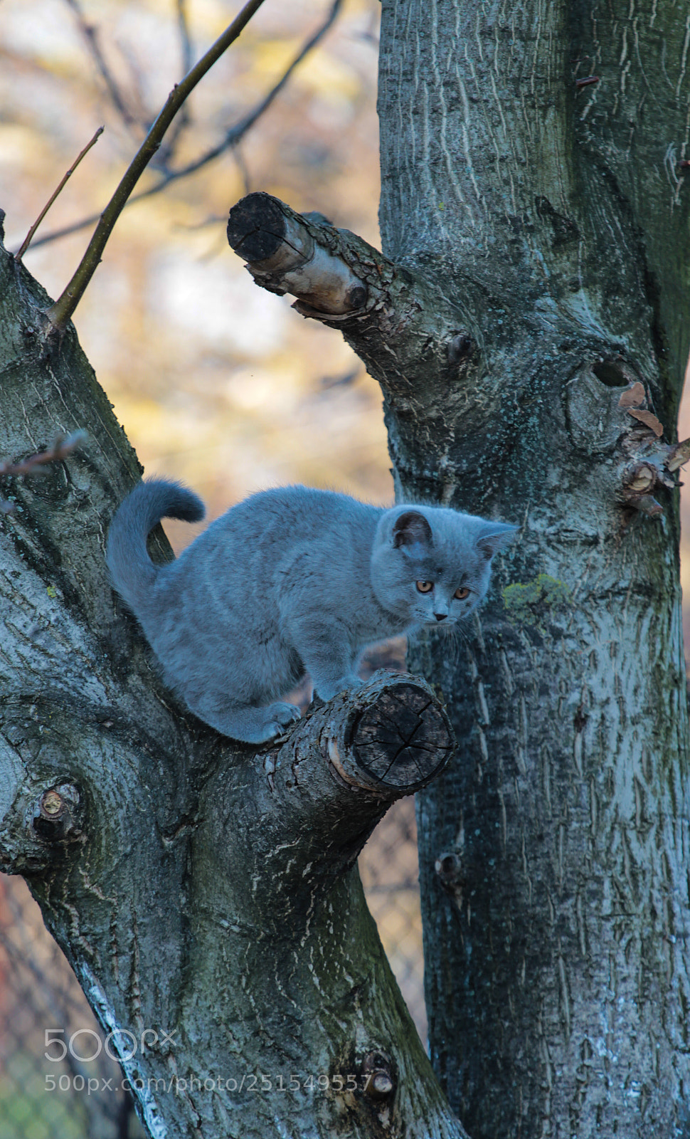 Canon EOS 600D (Rebel EOS T3i / EOS Kiss X5) sample photo. Very wild cat photography