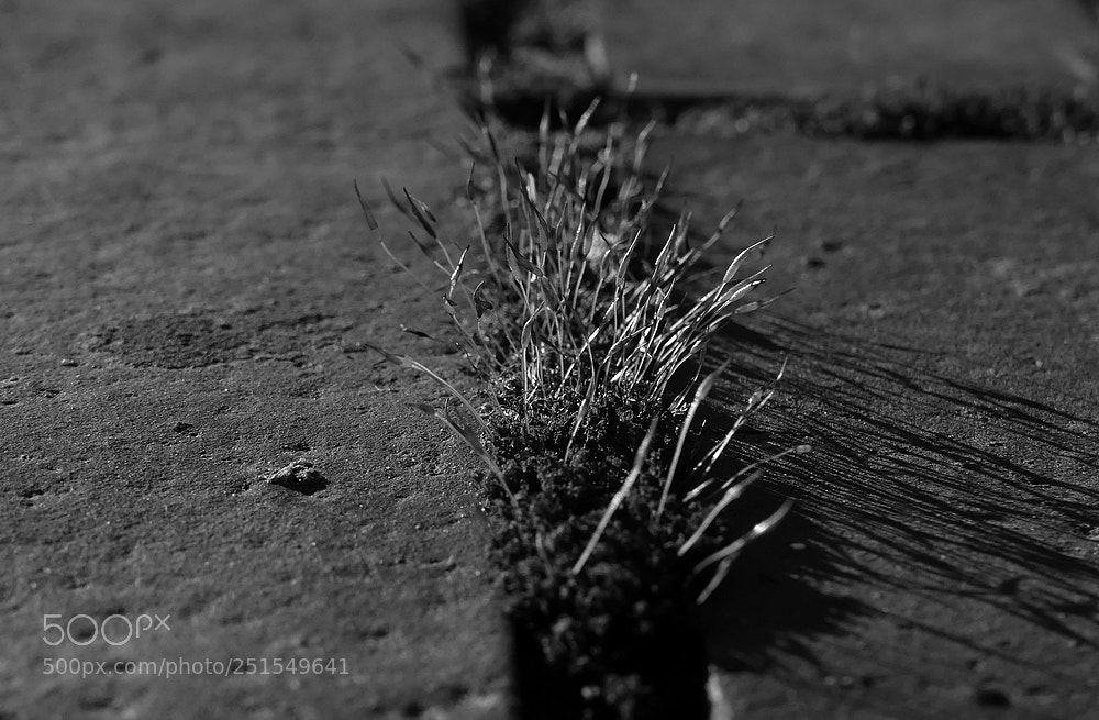 Panasonic Lumix DMC-FZ300 sample photo. Iiiii photography