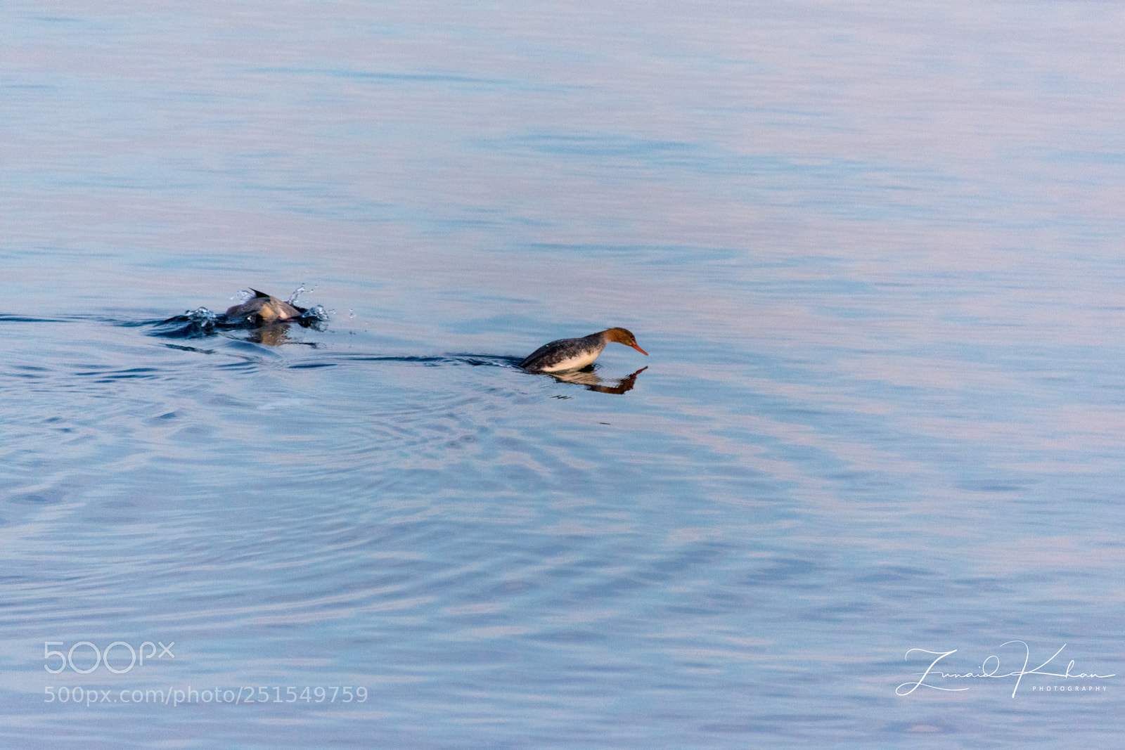 Nikon D3400 sample photo. Merganser double dive  photography