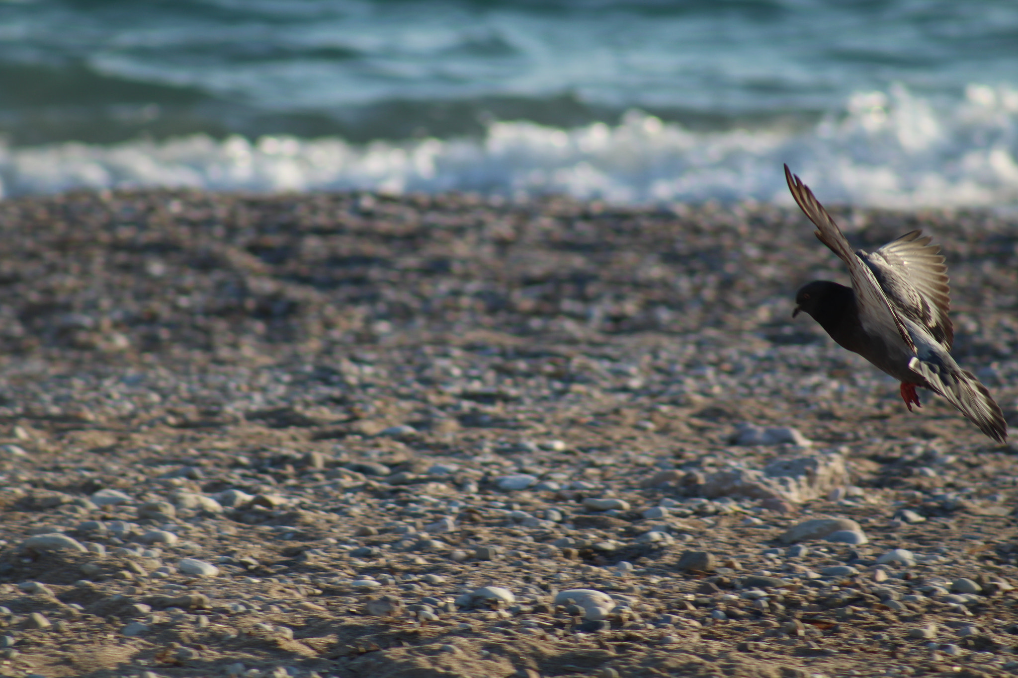Canon EF 75-300mm f/4-5.6 sample photo. Before landing photography