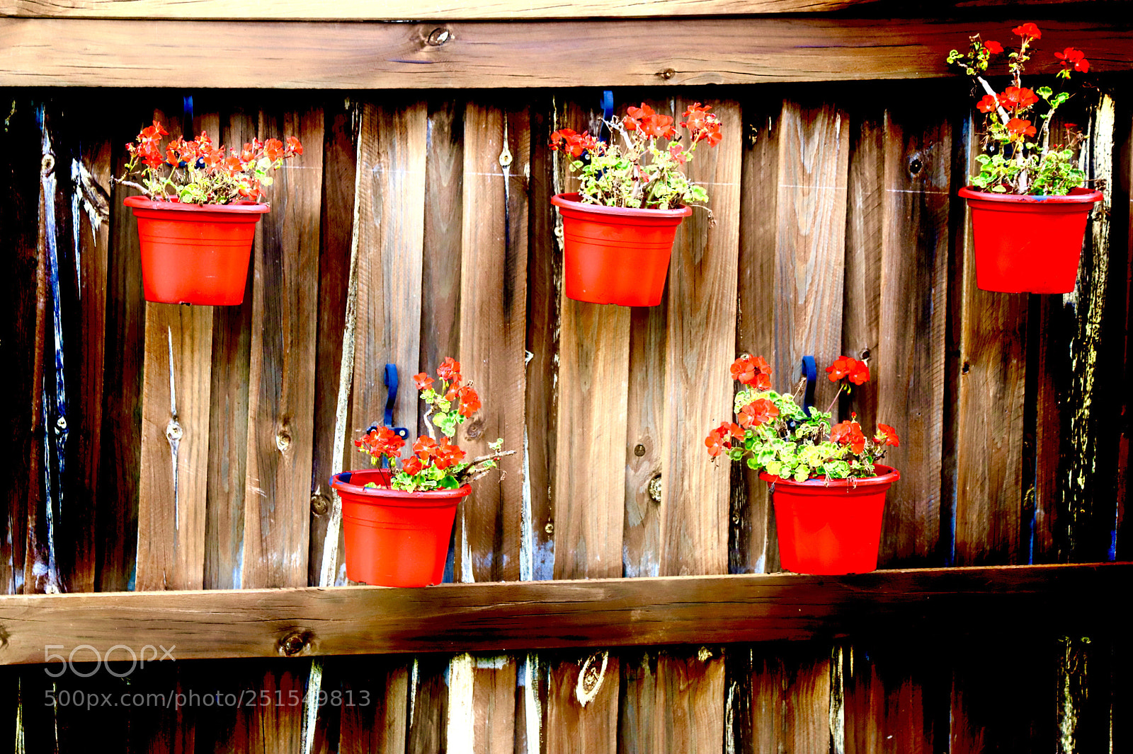 Canon EOS 6D Mark II sample photo. Reds photography