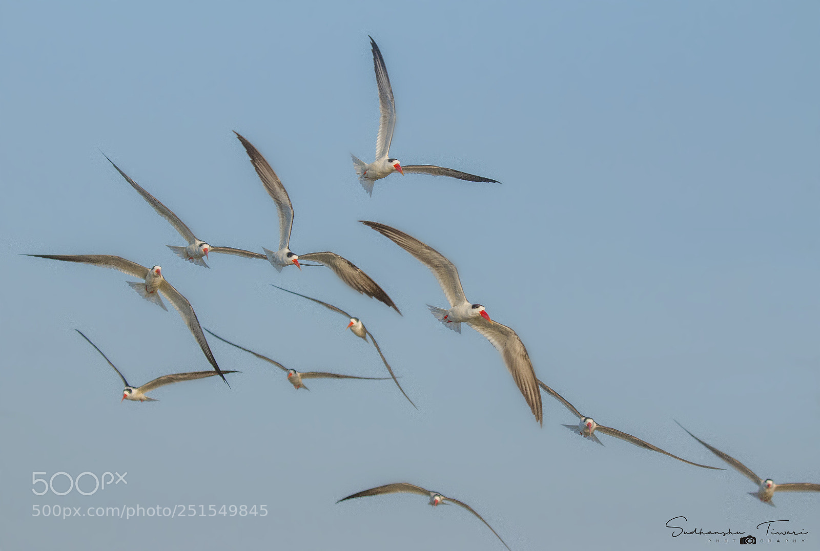 Canon EOS 70D sample photo. Skimmers... photography