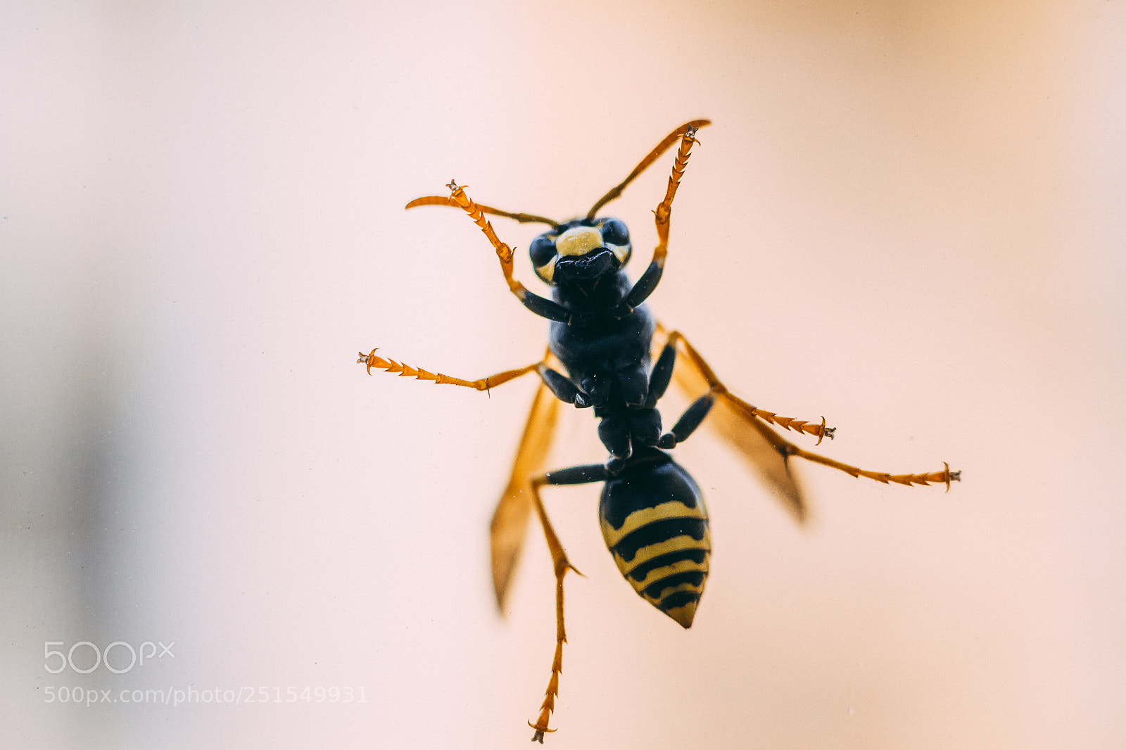 Canon EOS 7D sample photo. Hi! bee. photography