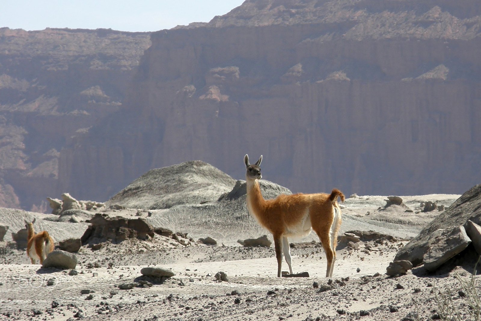 Olympus SP550UZ sample photo. Llamas argentines photography
