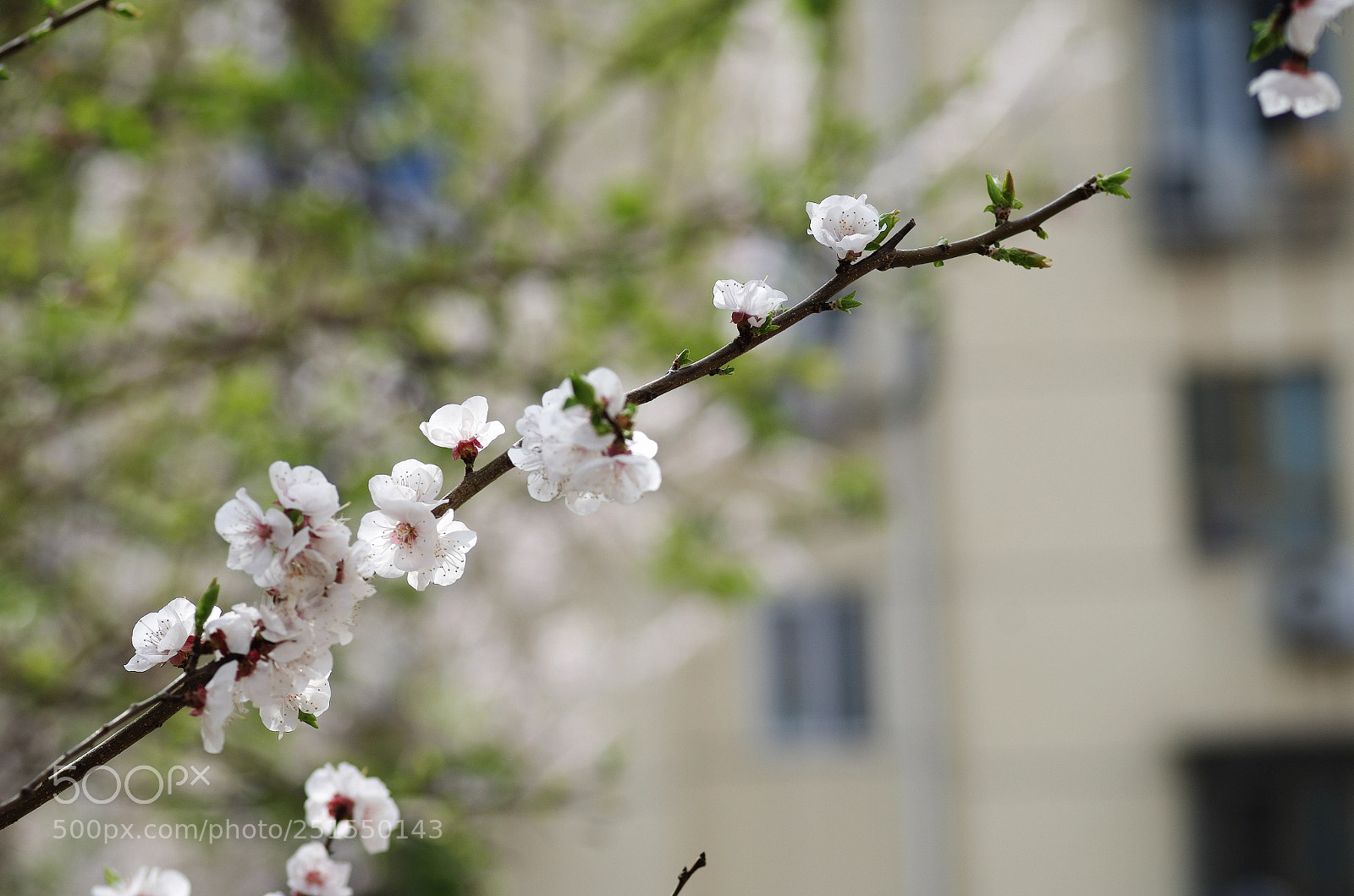 Pentax K-30 sample photo. Spring - peach blossom photography