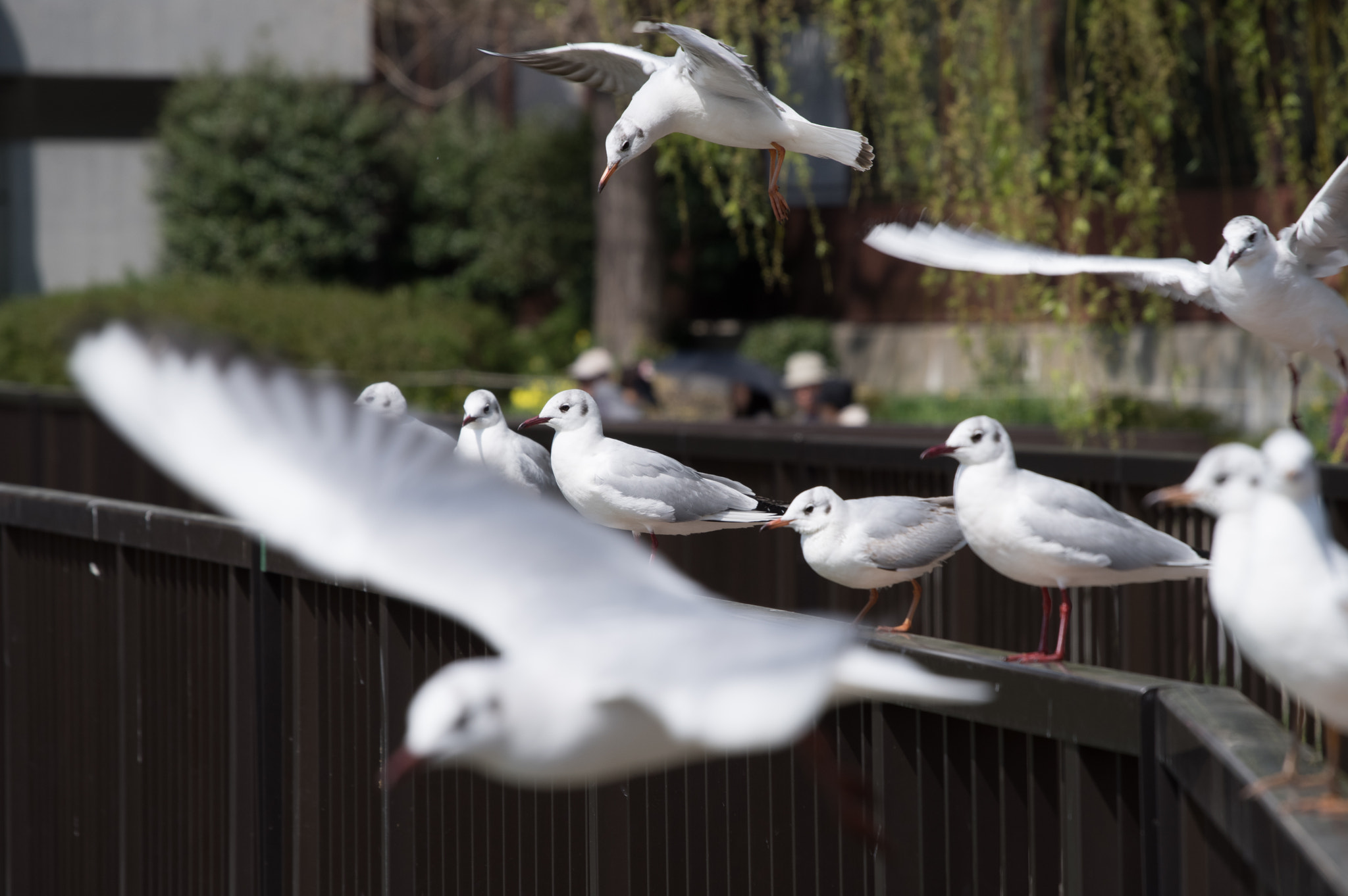 Pentax KP sample photo. Fly photography